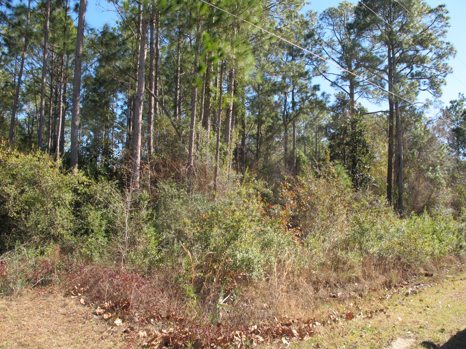 4 HalfAcre Building Lots for Sale, Santa Rosa Beach FL 32459