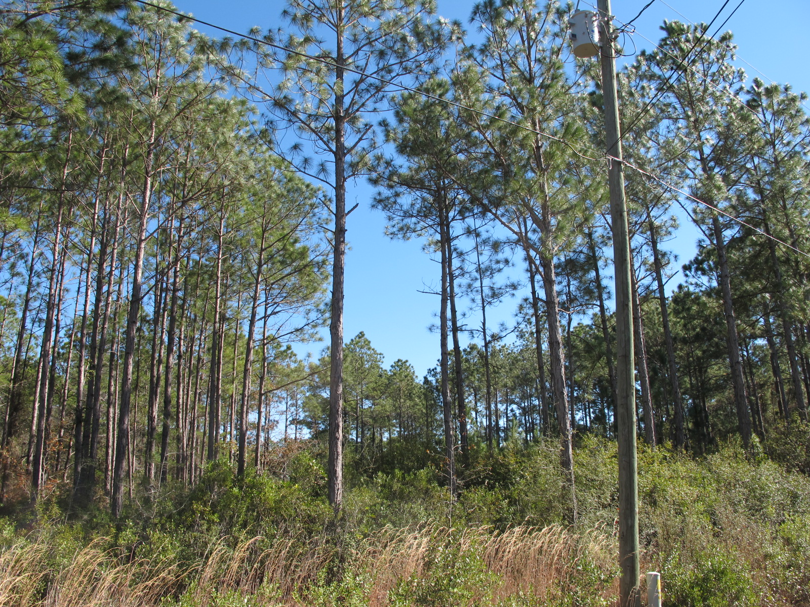 4 HalfAcre Building Lots for Sale, Santa Rosa Beach FL 32459