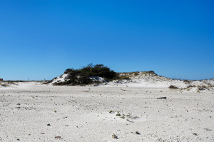 Navarre Beach dunes