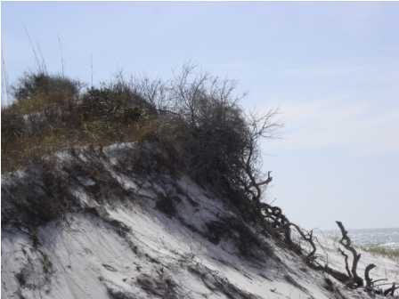 Dunes in Grayton Beach Florida
